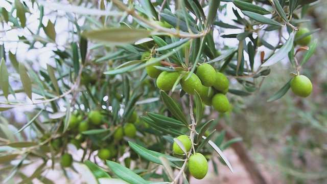 橄榄枝上成熟的绿橄榄。橄榄树在风中摇曳。种植园里的橄榄树。视频素材