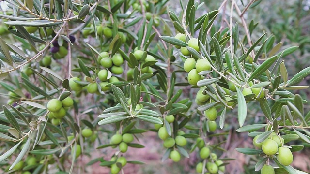 橄榄枝上成熟的绿橄榄。橄榄树在风中摇曳，动作缓慢。种植园里的橄榄树。视频素材