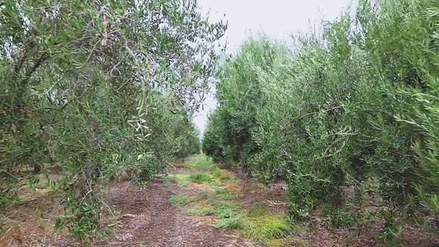 橄榄树排成一排。橄榄树在风中摇曳。成熟的橄榄在橄榄枝上。种植园里的橄榄树。视频素材