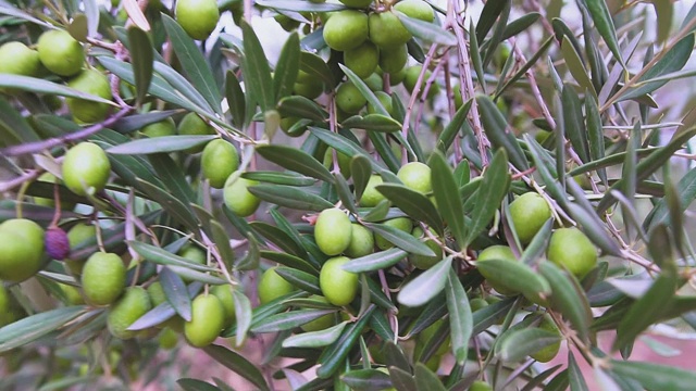橄榄枝上成熟的绿橄榄。橄榄树在风中摇曳。种植园里的橄榄树。视频素材
