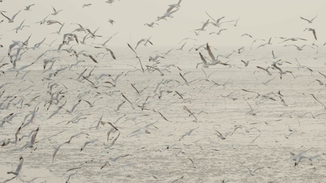 4k慢动作，一大群海鸥在海岸线上飞翔视频素材