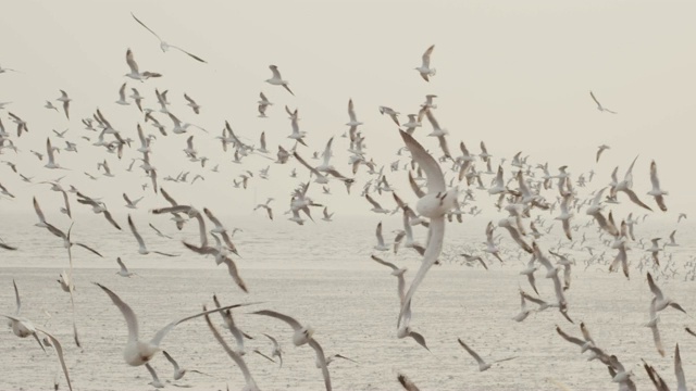 4k慢动作，一大群海鸥飞翔视频素材