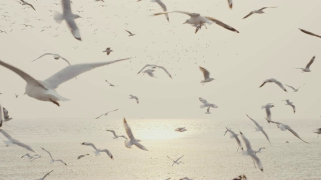 4 . 4k慢动作，一群海鸥飞翔视频素材