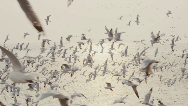 4k慢动作，大群海鸟在海岸线飞翔视频素材