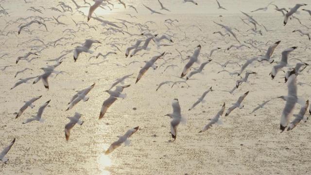 4k慢动作，一大群海鸥飞过大海视频素材