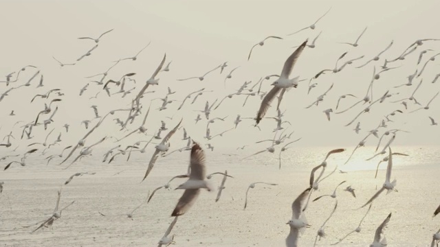 4k慢动作，大群海鸥在日落飞翔视频素材