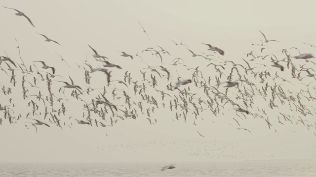 4k慢动作，一大群海鸥飞翔视频素材