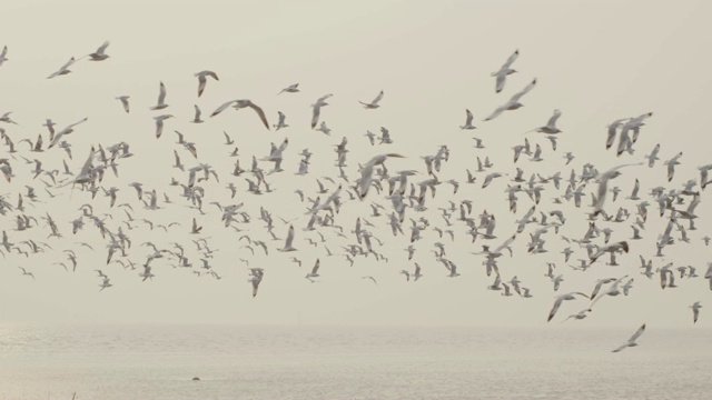 4k慢动作，大群鸟在海岸线飞翔视频素材