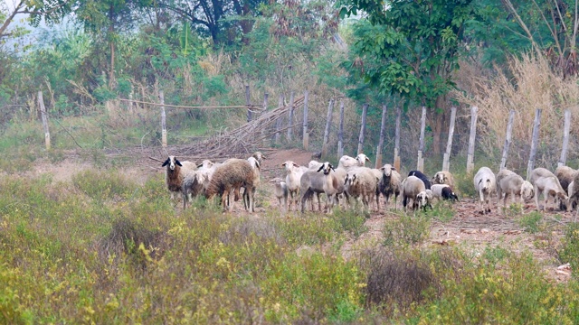 一群凝视着牧场的绵羊和公羊视频素材