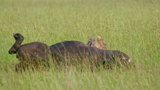 斑点鬣狗和水牛被杀，马赛马拉，肯尼亚，非洲视频素材