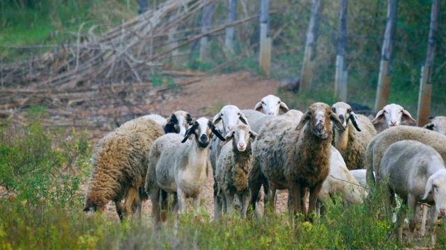 一群凝视着牧场的绵羊和公羊视频素材