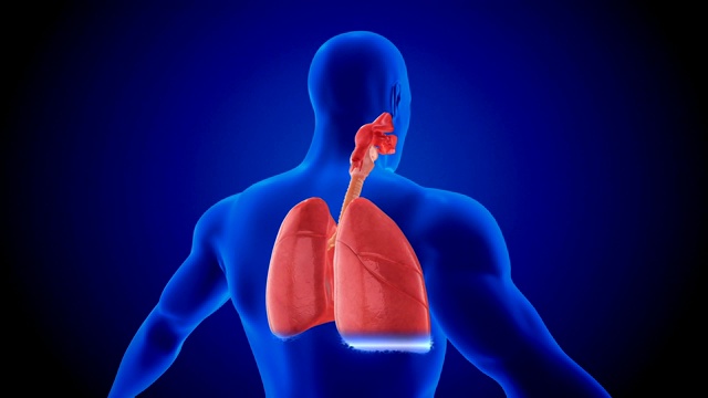 人体肺部呼吸系统扫描视频下载