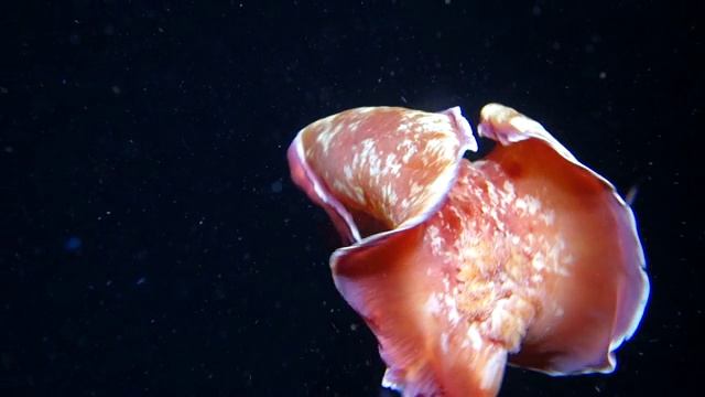 特写:亮橙色的海蛞蝓在海洋中来回移动视频下载