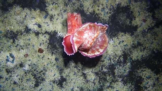 特写:发现西班牙舞者海蛞蝓在海洋周围游泳视频下载