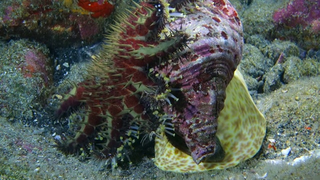 近景:海星被海螺吃掉视频下载
