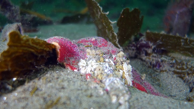 近距离观察:充满活力的粉红色海星，覆盖在沙质海底的植物上视频下载