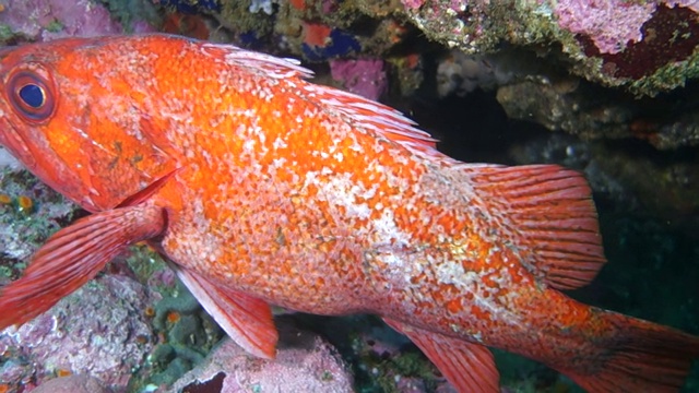 特写:橙色的鱼在珊瑚间穿梭视频下载