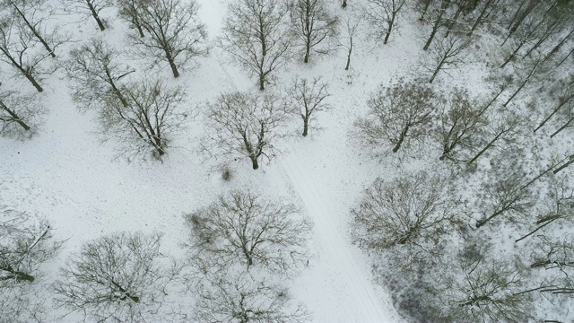 橡树林在冬天与森林路从上面。巴伐利亚,德国。视频素材