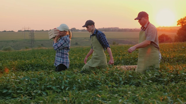 一对农民和他们的儿子正带着收获的箱子穿过田野视频素材