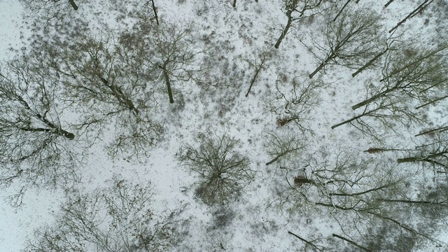冬天从上面俯瞰橡树林。巴伐利亚,德国。视频素材