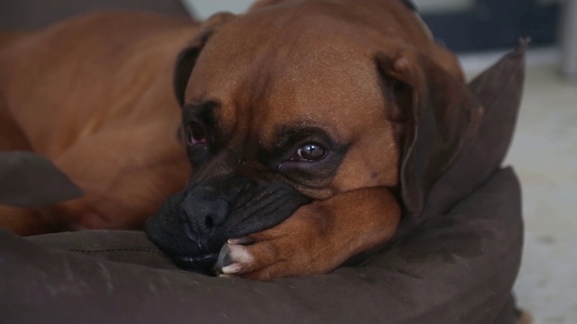 拳师犬在休息视频素材