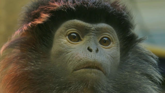 鲁东猴脸的特写视频下载