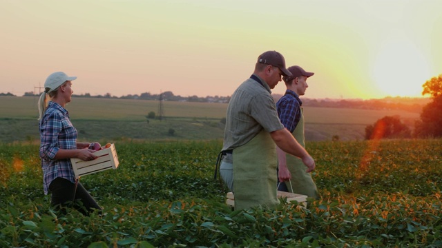 日落时分，一户农民扛着一箱箱庄稼穿过田野视频素材
