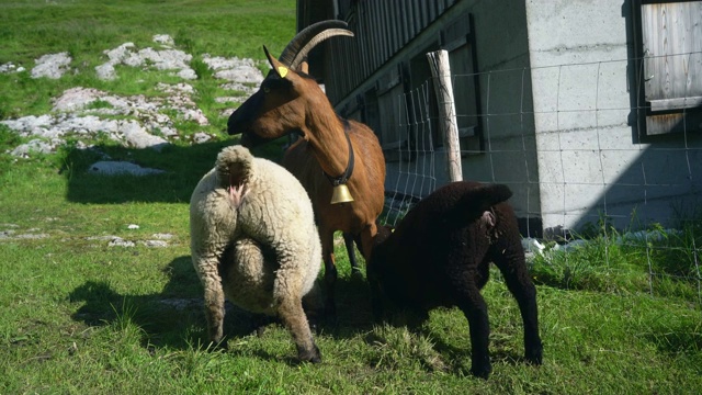 瑞士阿尔卑斯山牧场上有趣的山羊和绵羊视频素材