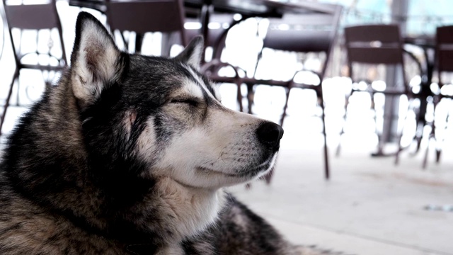 狗在户外繁殖阿拉斯加雪橇犬视频素材