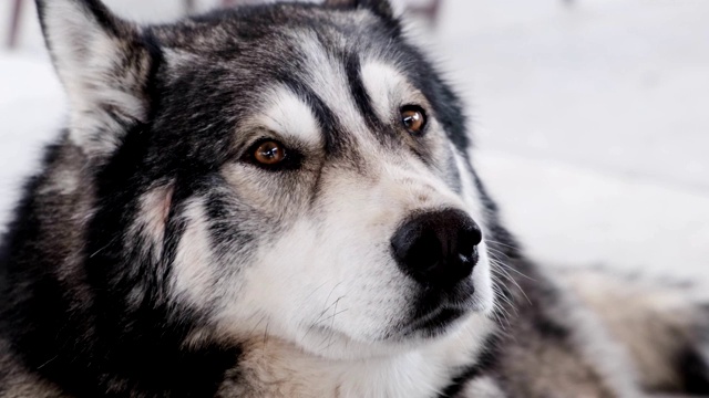 狗在户外繁殖阿拉斯加雪橇犬视频素材