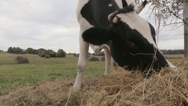 草地上的牛视频下载