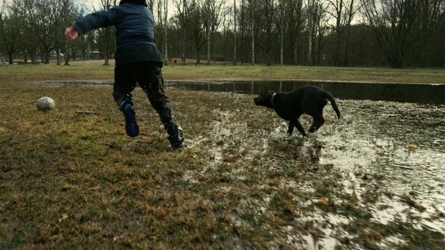 小男孩和可爱的小狗在潮湿的草地上追逐一个旧球视频素材