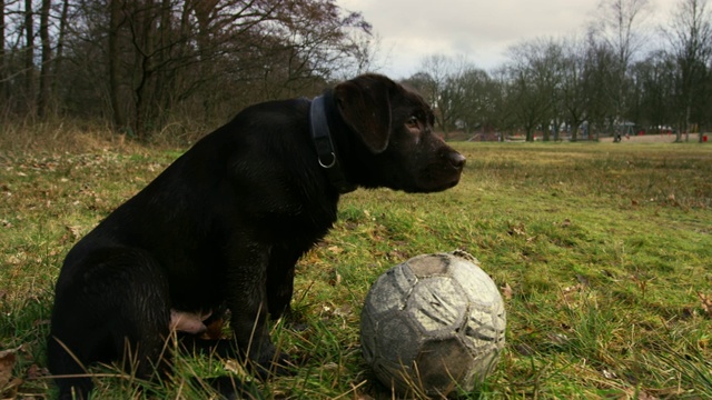 可爱的小狗窥探一个足球视频素材
