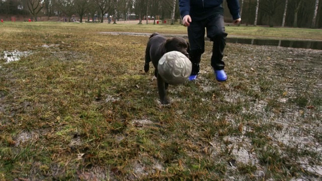 小男孩和可爱的小狗玩足球玩得很开心视频素材