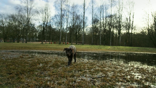 可爱的拉布拉多小狗凝视着远方，然后蹒跚地走过平坦的水面视频素材