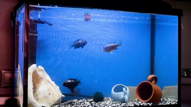 蓝纹和黑纹的马拉维慈鲷在蓝色的水里游泳。喂红蚯蚓视频下载
