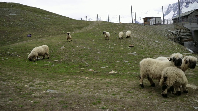 瑞士阿尔卑斯山牧场上的羊视频素材