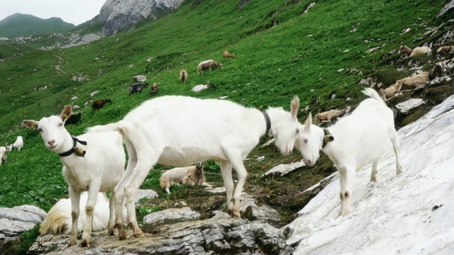 在瑞士阿尔卑斯山牧场上的山羊视频素材