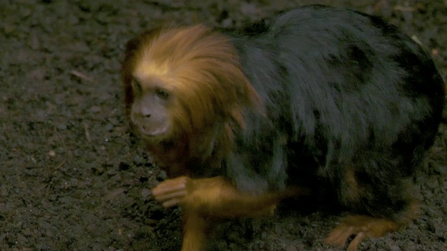 金头狮子，绢毛猴，吃地面上的食物视频素材