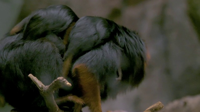 金头狮狨猴妈妈和两个婴儿在她的背上-她跳视频素材