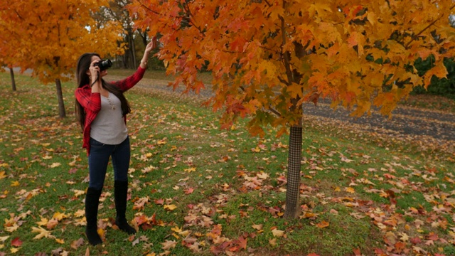 摄影师在森林里拍摄秋天的照片，彩色的枫树果园视频下载