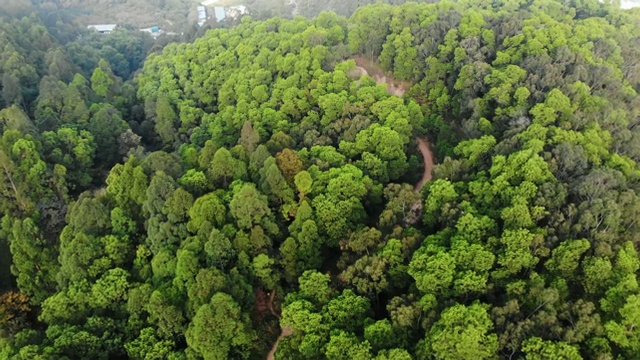 无人机在山上的森林上空飞行。绿树丛中有一条泥路。视频素材