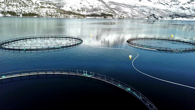 挪威的鲑鱼渔场视频下载