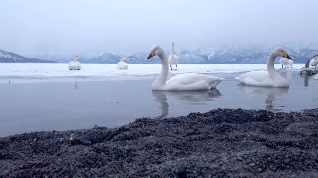 库沙罗湖，北海道，日本。视频素材