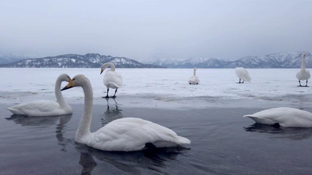 库沙罗湖，北海道，日本。视频素材