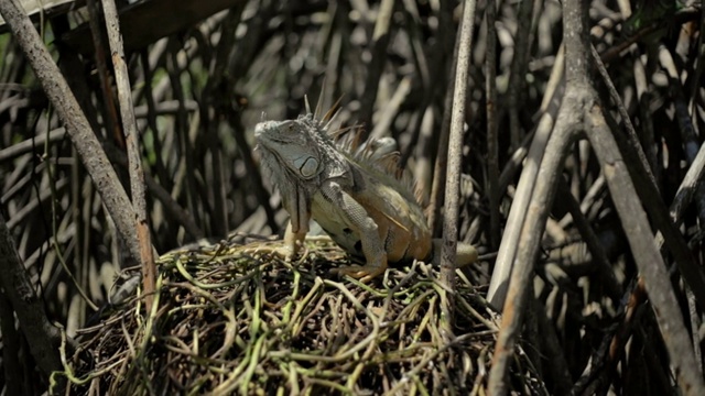 鬣蜥在红树林视频下载
