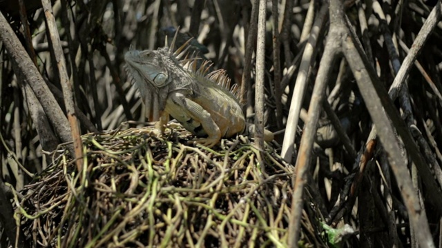 鬣蜥在红树林视频下载