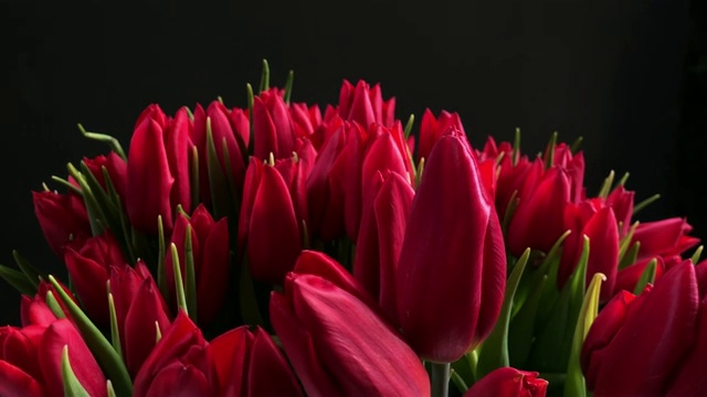 一束美丽的红玫瑰花蕾视频素材