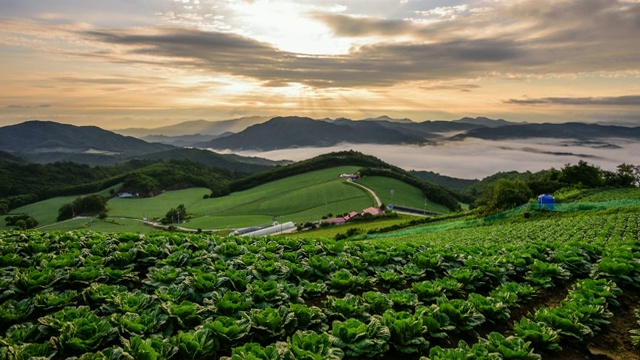韩国江原道省安班德吉村高地白菜田的日出景象视频素材