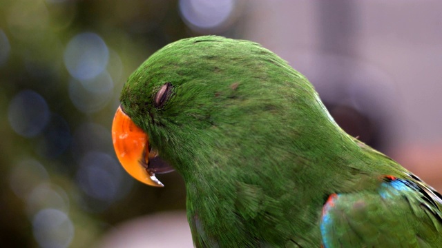 金刚鹦鹉鸟红色和绿色的特写视频素材